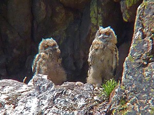 Eurasian Eagle-owl - Bubo-bubo © John Muddeman